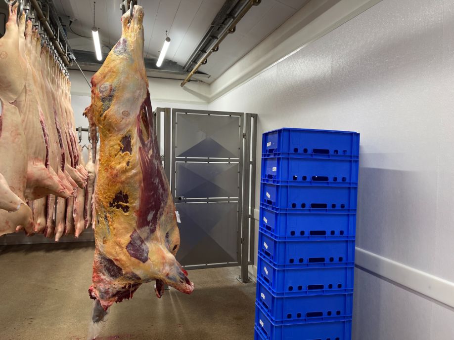 Chambre froide avec carcasses suspendues